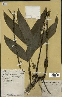 spécimen de Geonoma stricta