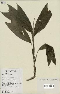 spécimen de Geonoma stricta