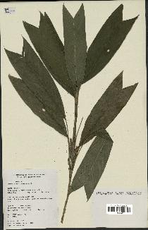 spécimen de Geonoma stricta