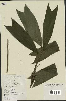 spécimen de Geonoma stricta