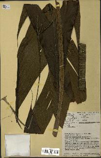 spécimen de Geonoma umbraculiformis