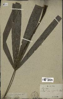 spécimen de Lepidocaryum gracile