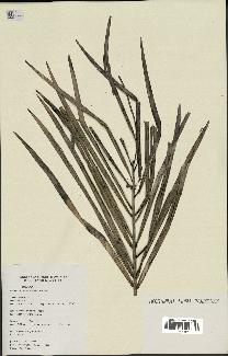 spécimen de Syagrus stratincola