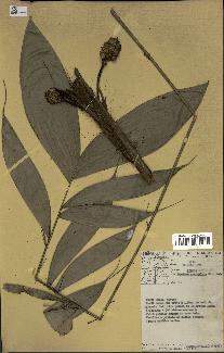 spécimen de Bactris gastoniana