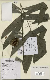 spécimen de Bactris gastoniana