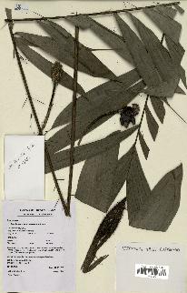 spécimen de Bactris gastoniana