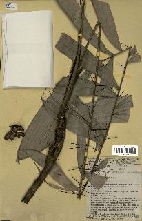 spécimen de Bactris gastoniana