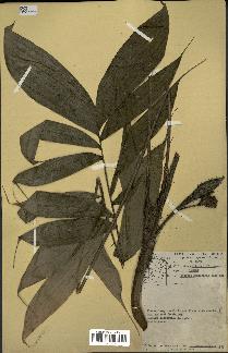 spécimen de Bactris gastoniana