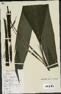 spécimen de Bactris geonomoides