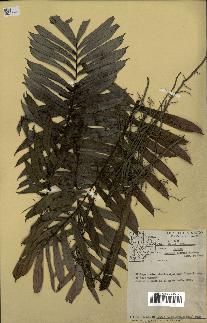 spécimen de Bactris elegans