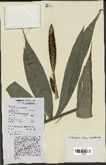 spécimen de Bactris humilis
