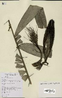 spécimen de Bactris humilis