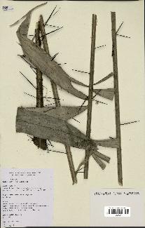 spécimen de Bactris humilis
