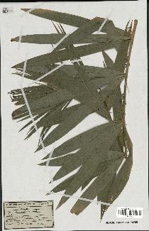 spécimen de Calamus sp.