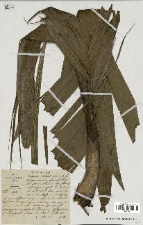 spécimen de Areca sp.