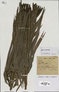 spécimen de Daemonorops sp.