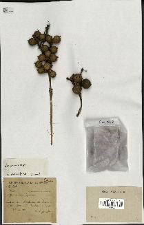 spécimen de Daemonorops sp.