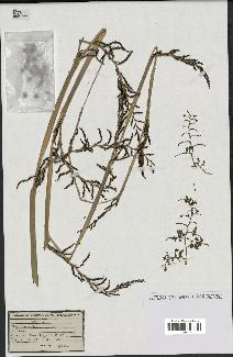 spécimen de Calamus sp.