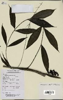 spécimen de Desmoncus macroacanthos