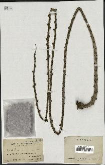 spécimen de Caryota sp.