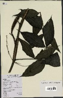 spécimen de Desmoncus sp.