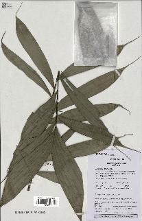 spécimen de Bactris gastoniana