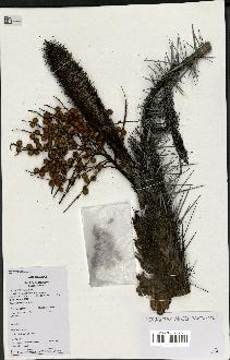 spécimen de Bactris campestris