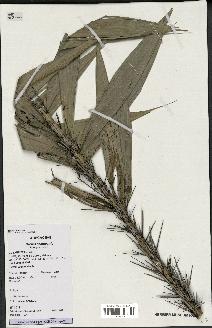 spécimen de Bactris campestris