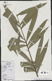 spécimen de Bactris campestris