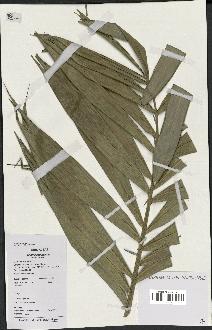 spécimen de Bactris campestris