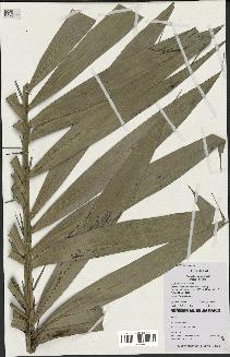 spécimen de Bactris campestris