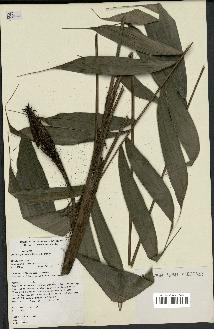 spécimen de Bactris gastoniana