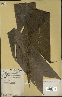 spécimen de Geonoma leptospadix