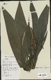 spécimen de Geonoma leptospadix