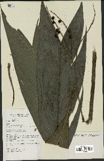 spécimen de Geonoma leptospadix
