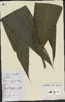 spécimen de Geonoma leptospadix