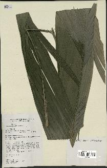 spécimen de Geonoma maxima