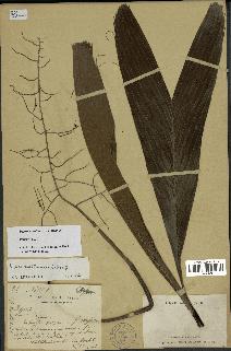 spécimen de Dypsis ambilaensis