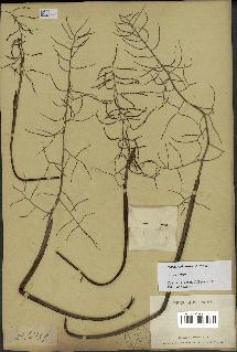 spécimen de Dypsis ambilaensis