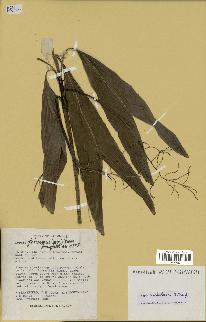 spécimen de Dypsis ambilaensis