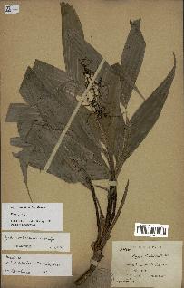 spécimen de Dypsis ambilaensis