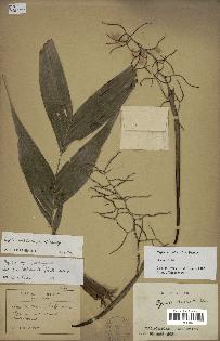 spécimen de Dypsis ambilaensis