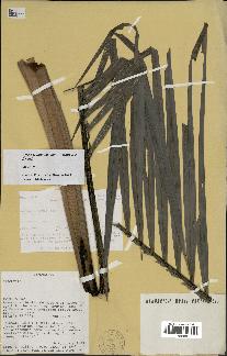 spécimen de Dypsis acuminum