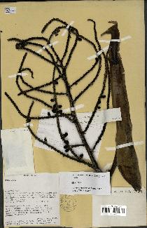 spécimen de Dypsis acuminum