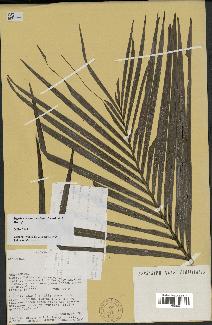 spécimen de Dypsis acuminum