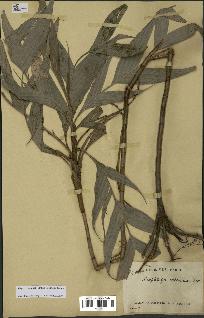 spécimen de Dypsis catatiana