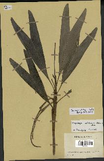 spécimen de Dypsis catatiana