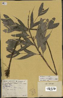 spécimen de Dypsis catatiana