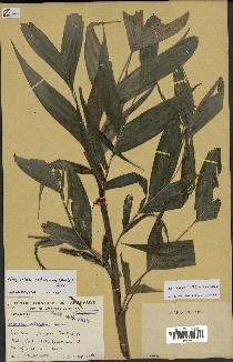 spécimen de Dypsis catatiana