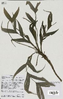 spécimen de Dypsis catatiana
